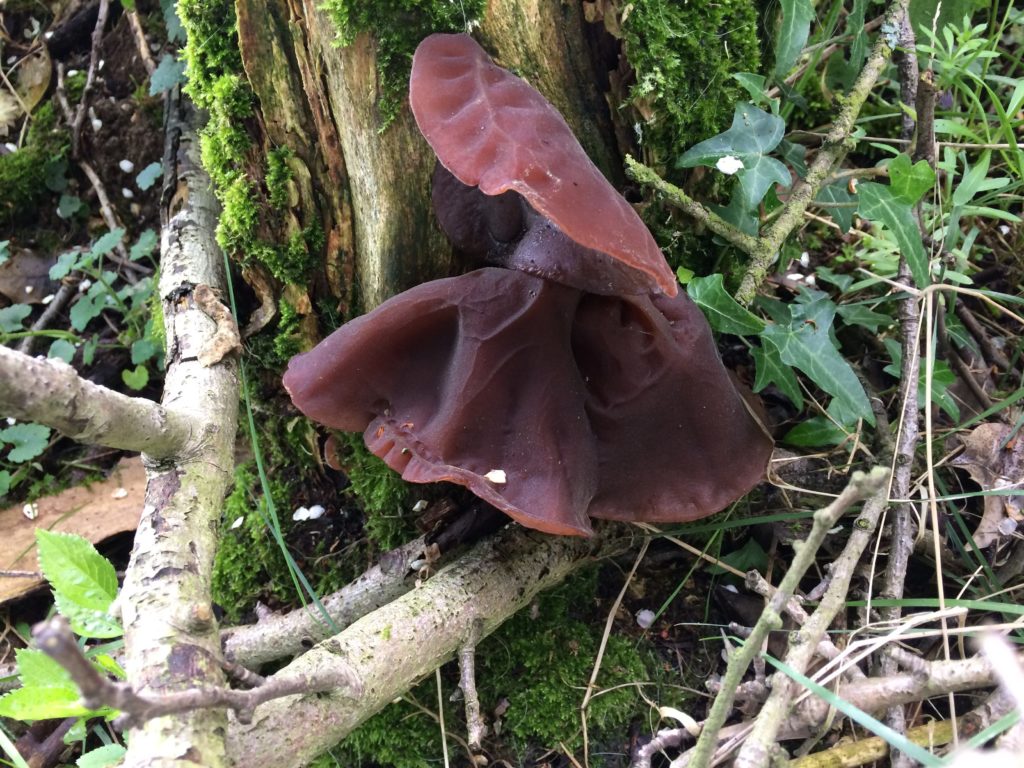 Jelly Bracket Fungus (Auricularia auricula-judae) - Pippin & Gile - Bushcraft and Foraging