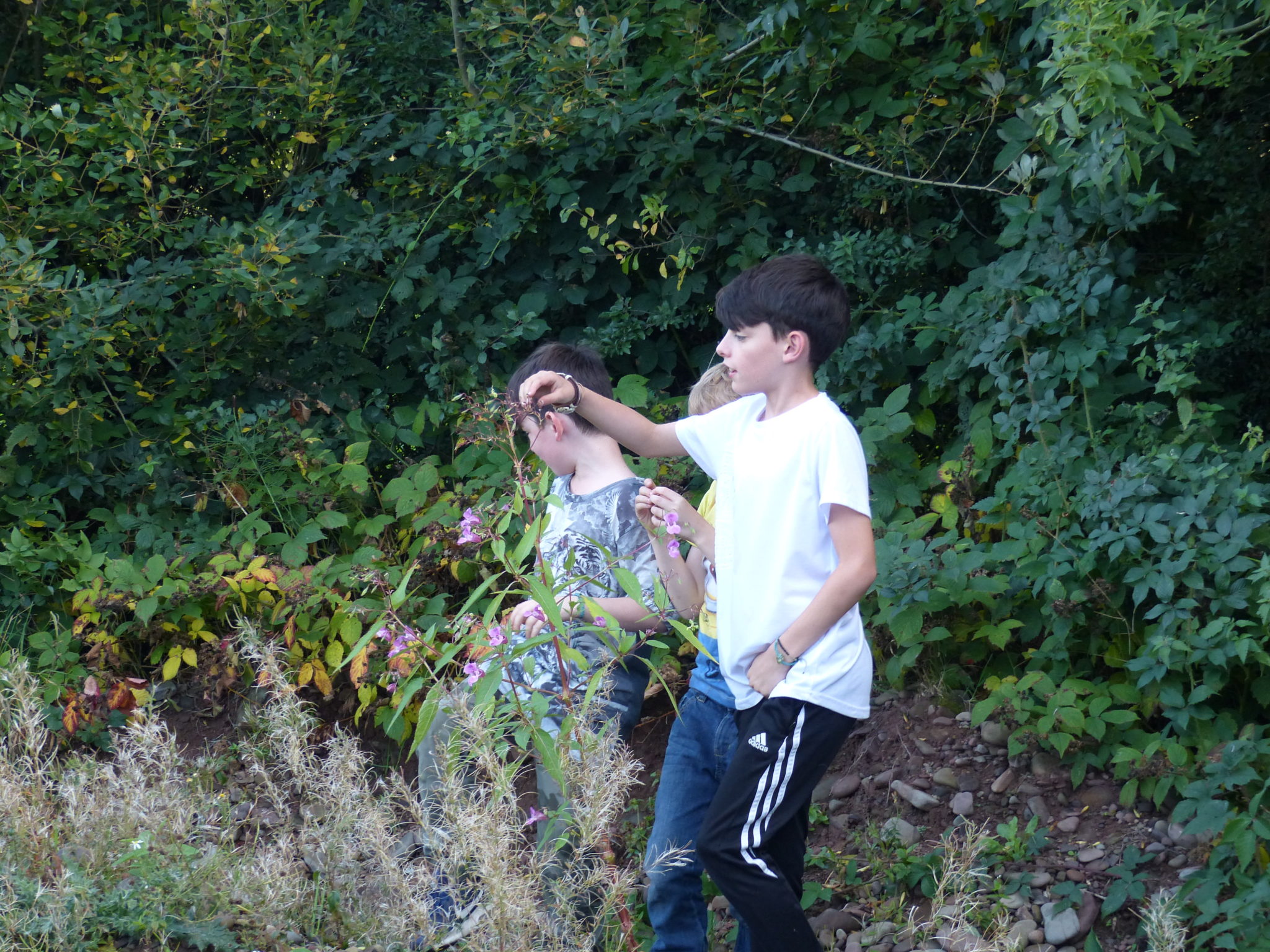 Children Playing with plants - Bushcraft Family