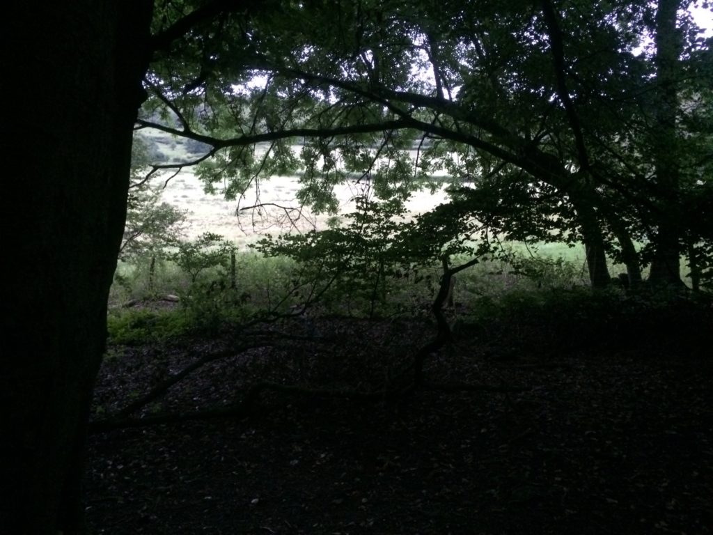 Ancient Woodland into Pasture land - Pippin & Gile - Bushcraft