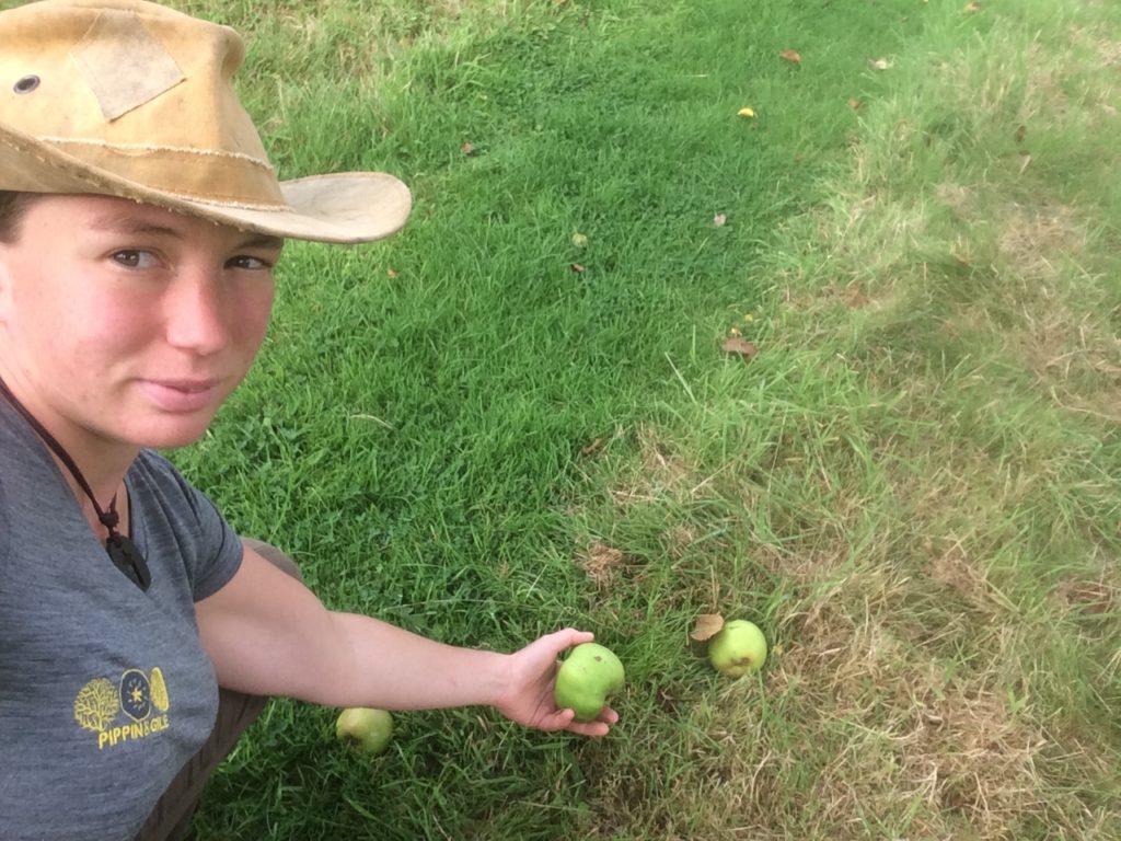 Collecting apples - Pippin & Gile - Foraging - Autumn