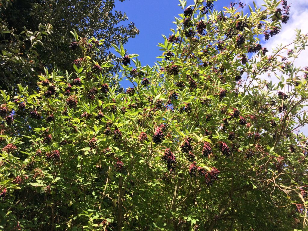 Elderberry - Foraging - Preserving - Bushcraft - Pippin & Gile