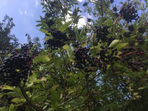 Elderberries - Foraging - Preserving - Bushcraft - Pippin & Gile