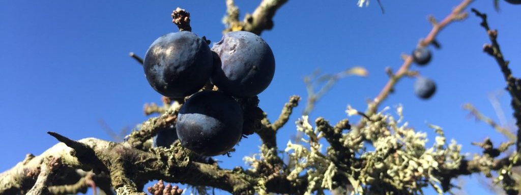 Sloes - Blackthorn - Foraging - Autumn - Pippin and Gile - Bushcraft