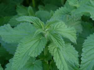 Nettle Tops - Foraging Course - Pippin & Gile - Bushcraft and Foraging