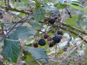Blackberries Foraging Course Pippin & Gile