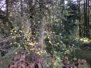 Crab Apples - Pippin & Gile - Crab Apple Butter - Bushcraft and Foraging - Surrey - South London - Wales