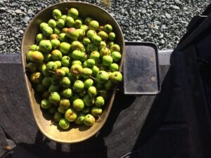 Crab Apples - Pippin & Gile - Crab Apple Butter - Bushcraft and Foraging - Surrey - South London - Wales