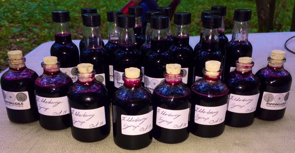 Elderberry Cordial - Foraging - Preserving - Bushcraft - Pippin & Gile
