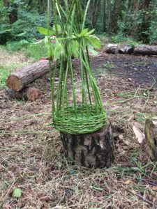 The walls in progress. Basketry - Pippin & Gile - Bushcraft in The Brecon Beacons