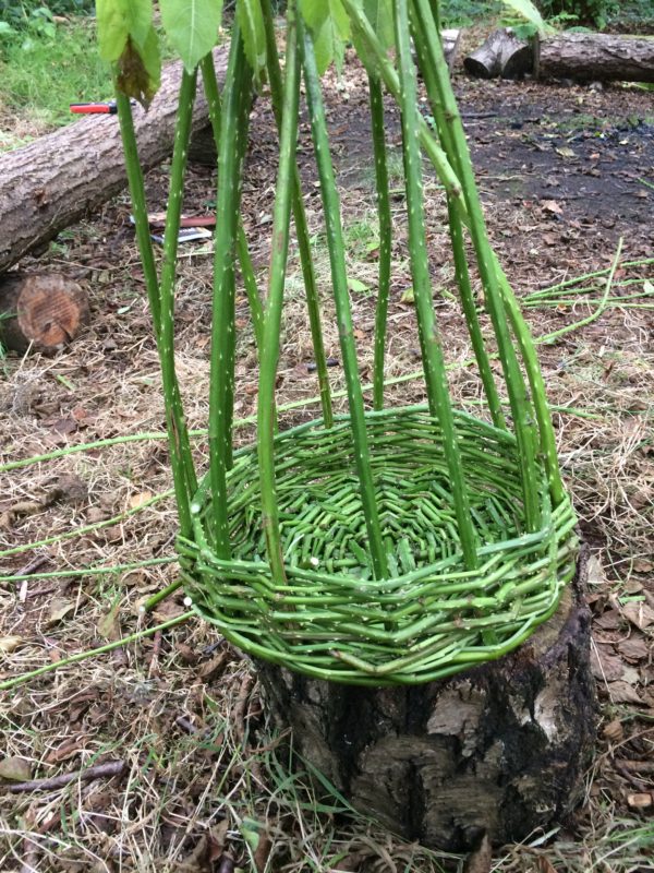 The walls in progress. Basketry - Pippin & Gile - Bushcraft in The Brecon Beacons