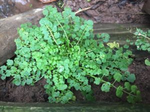 Hairy Bitter Cress - Pippin & Gile - Bushcraft and Foraging - South Wales - London - Spring