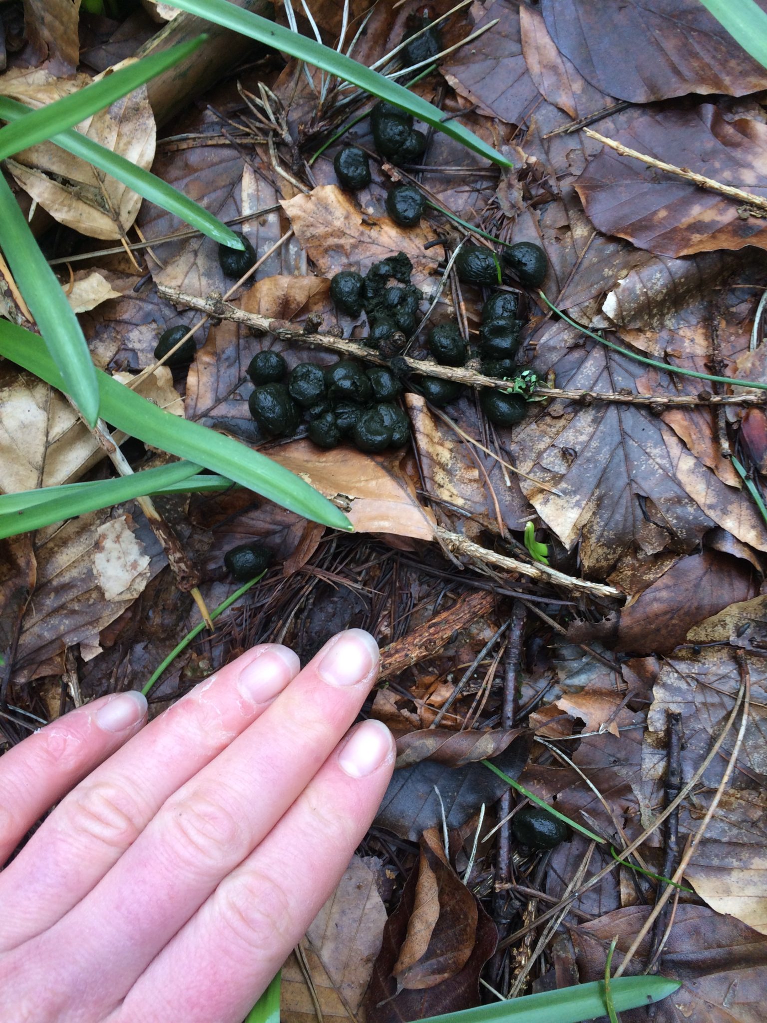 Roe Deer Scat - Pippin & Gile - Bushcraft and Foraging - South Wales - South London - Brecon Beacons - Surrey
