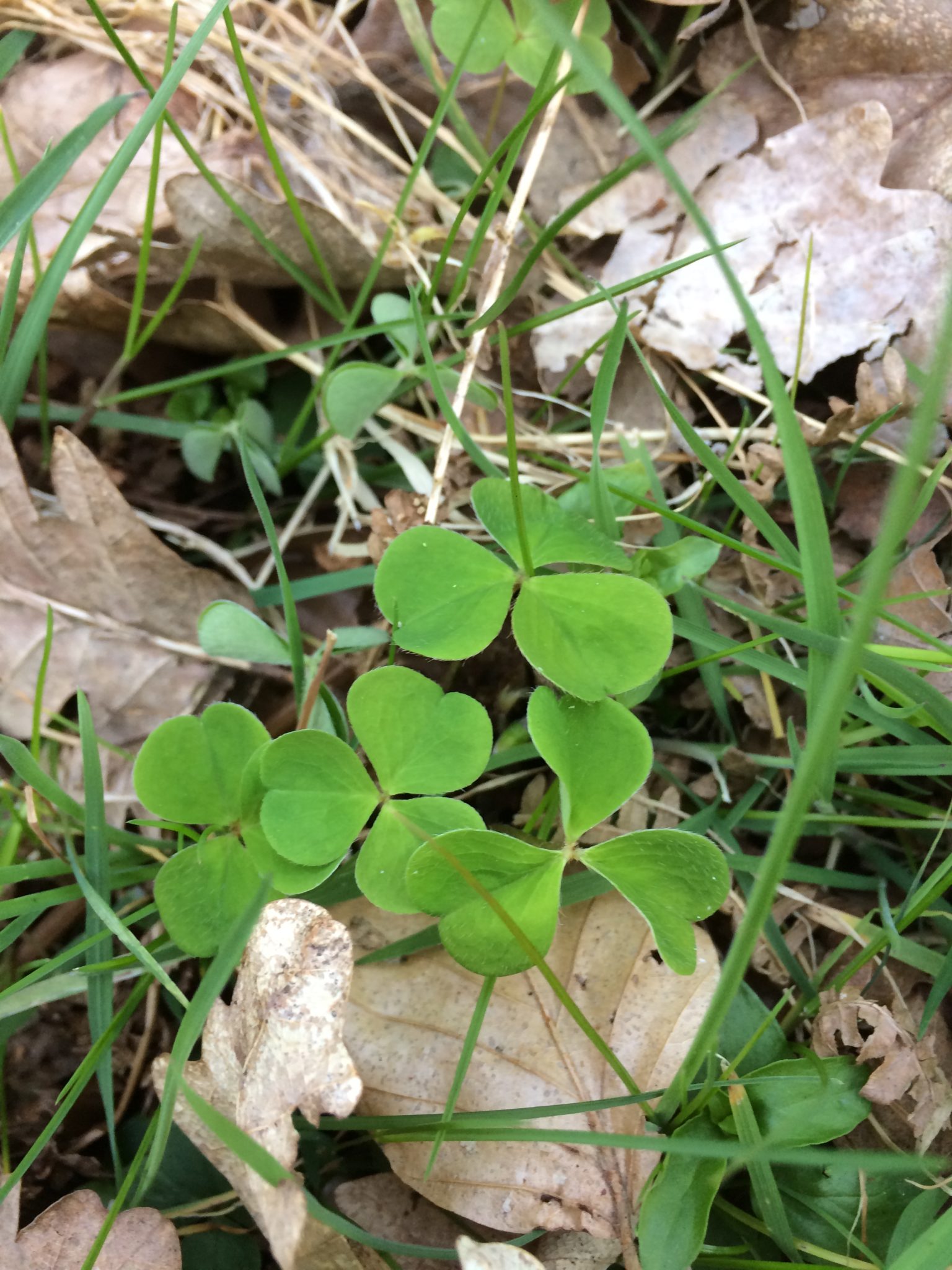 Wood Sorrel - Pippin & Gile - Bushcraft and Foraging - Lizzy Rambles