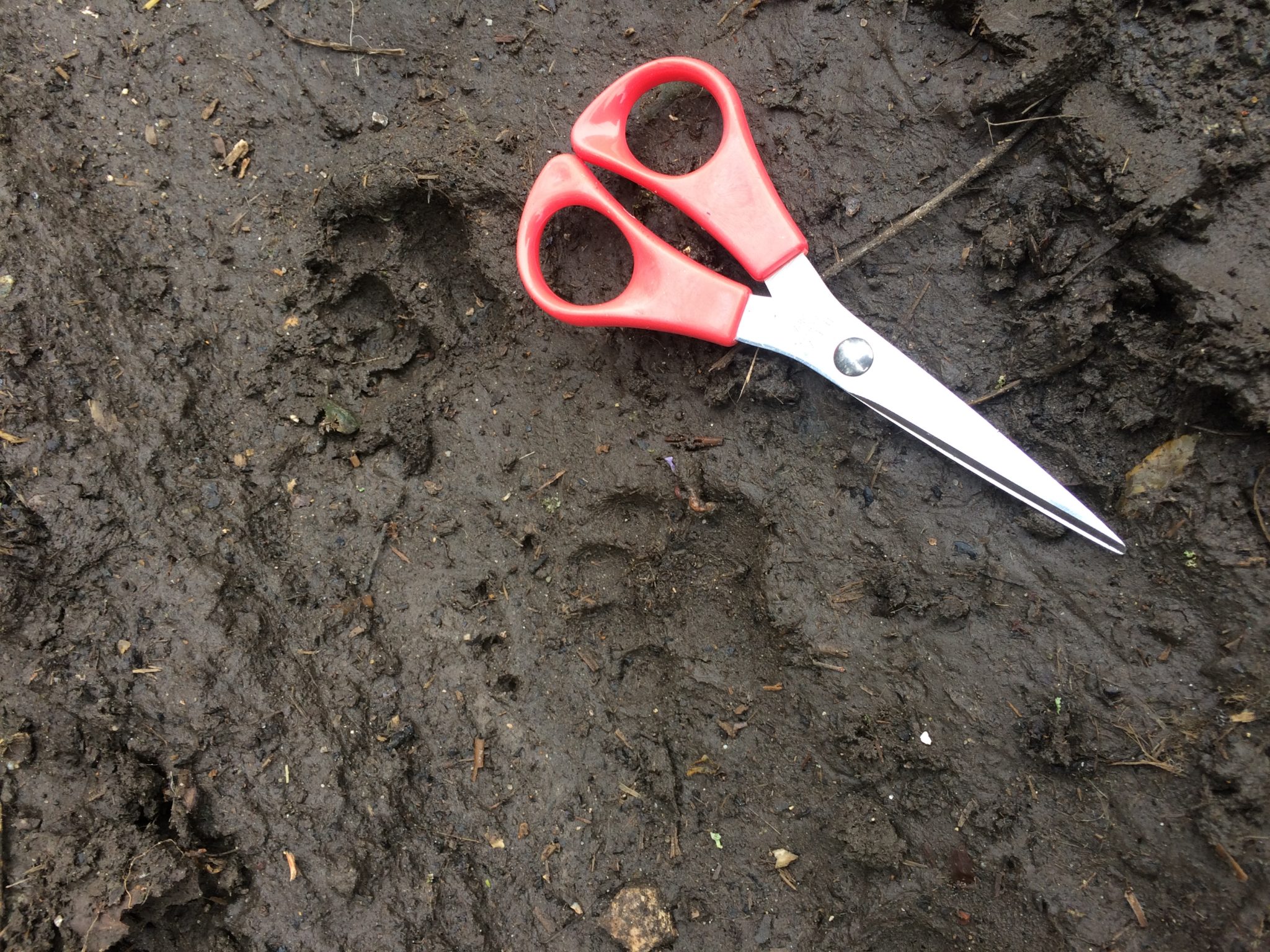 Badger Prints - Pippin & Gile - Bushcraft and Foraging - South Wales - South London - Brecon Beacons - Surrey
