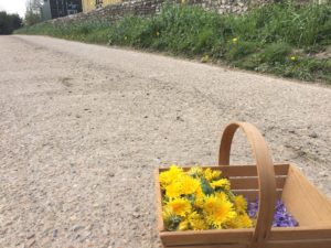 Collections the Dandelion Heads - Dandelion Honey - Pippin & Gile - Bushcraft and Foraging - South Wales - South London - Brecon Beacons - Surrey