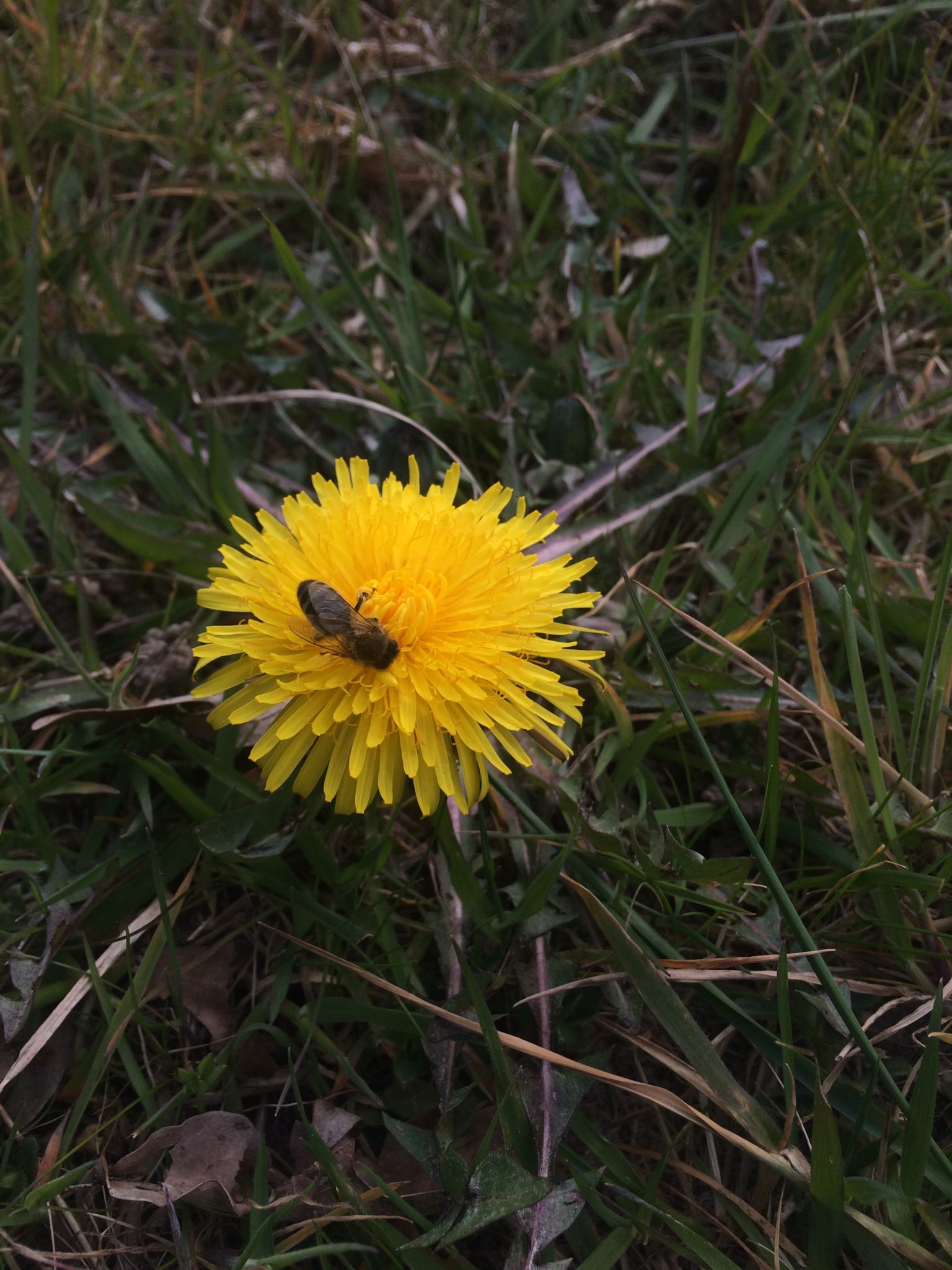 Dandelion Bloom - Pippin and Gile - Bushcraft and Foraging - Brecon Beacons - Surrey - South London