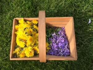 Dandelion and Violet - Pippin & Gile - Bushcraft and Foraging - Brecon Beacons - Surrey - South London