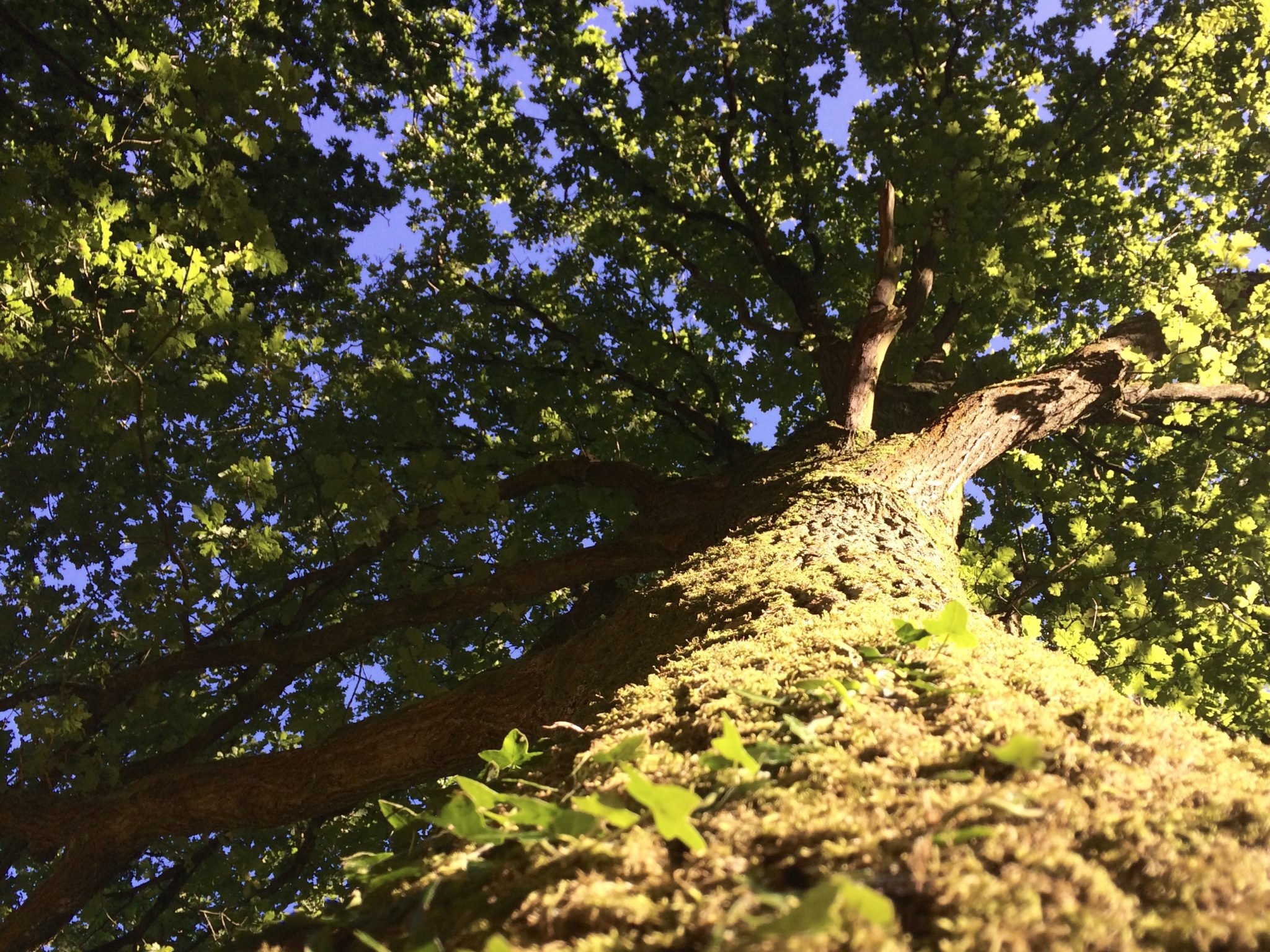 Oak - Pippin & Gile - Bushcraft and Foraging - Lizzy Rambles
