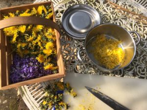 Preparing the petals - Dandelion Honey - Pippin & Gile - Bushcraft and Foraging - South Wales - South London - Brecon Beacons - Surrey