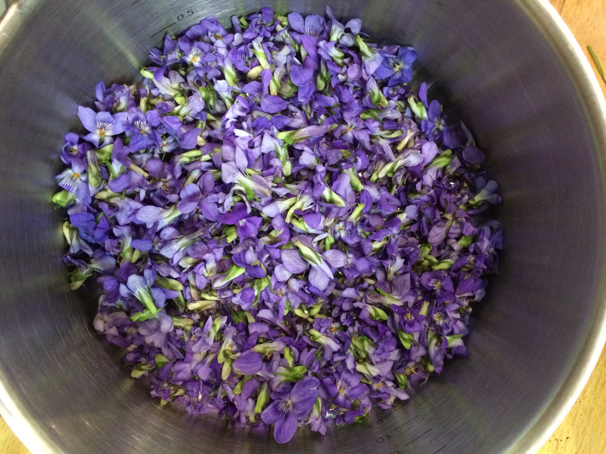 Violets Picked and Ready to go - Violet Syrup - - Pippin & Gile - Bushcraft and Foraging - South London - South Wales - Mid Wales - Brecon Beacons National Park - Surrey