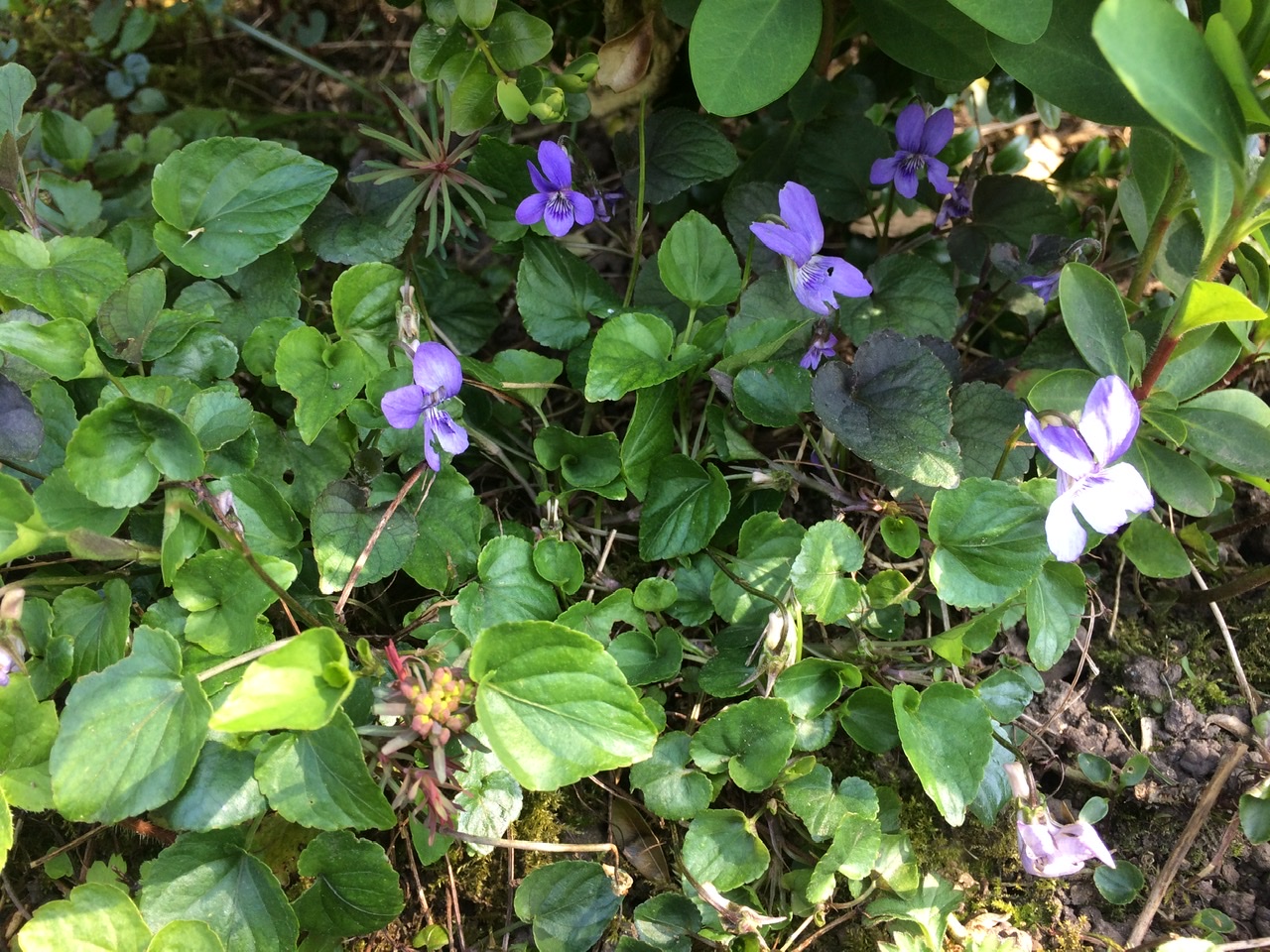 Violet Alliara riviniana - Bushcraft in South London - Bushcraft Courses - Foraging in South London - Foraging Courses - Foraging Courses in Surrey