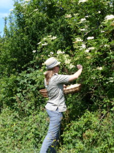 Picking Elderflowers - Foraging Courses - Preserving Courses - Preserving Courses South London - Preserving Courses East Surrey