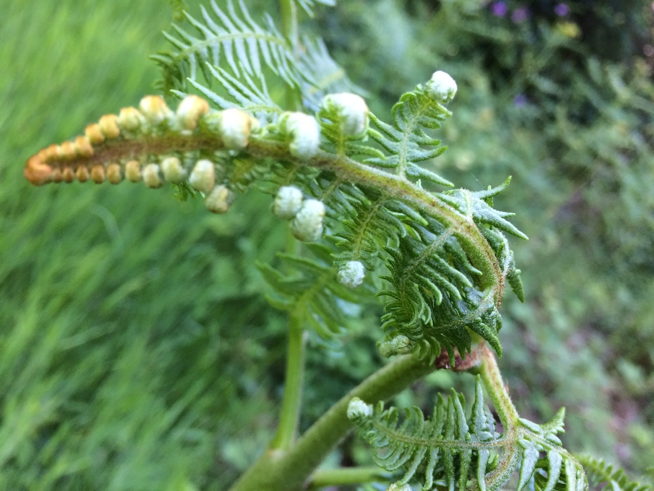 Bracken - Bushcraft Courses in the Brecon Beacons - Bushcraft Courses in Surrey - Bushcraft Courses in South London - Bushcraft Courses in Mid Wales