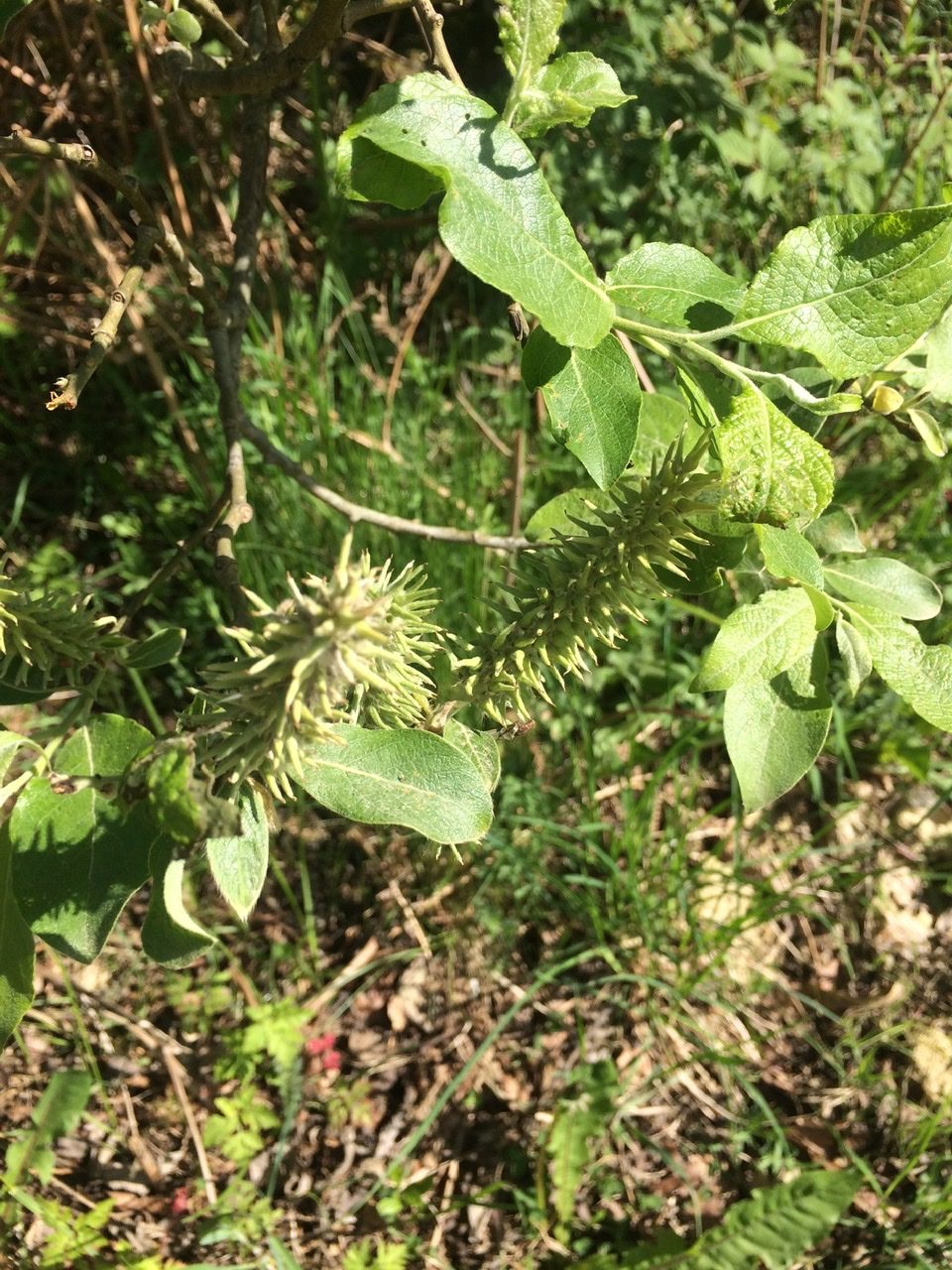 Goat Willow - Bushcraft Courses in the Brecon Beacons - Bushcraft Courses in Surrey - Bushcraft Courses in South London - Bushcraft Courses in Mid Wales
