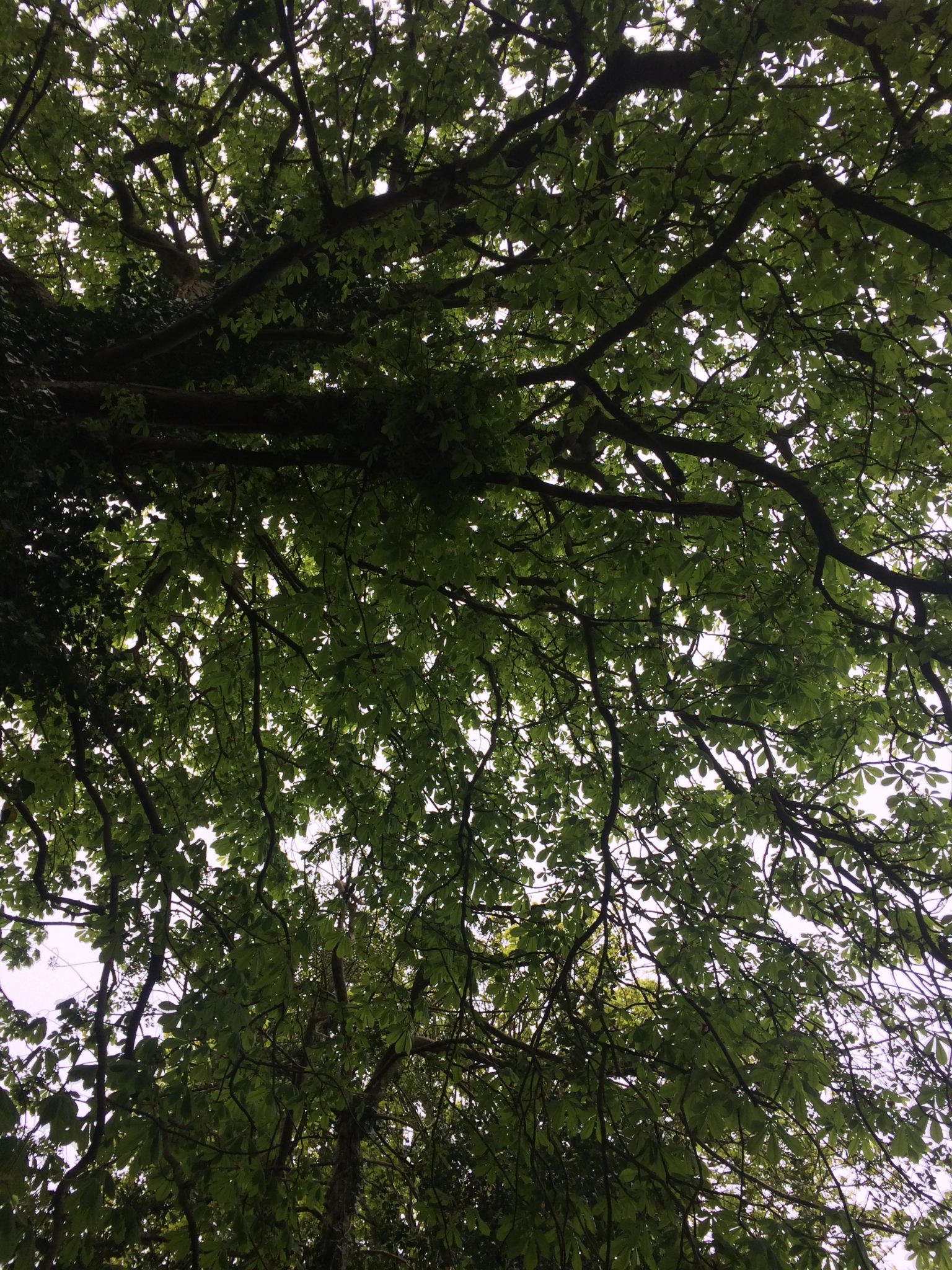 Horse Chestnut - Bushcraft Courses in the Brecon Beacons - Bushcraft Courses in Surrey - Bushcraft Courses in South London - Bushcraft Courses in Mid Wales