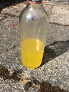 Finished Products - Gorse Cordial - Pippin & Gile - Bushcraft and Foraging - South London - South Wales - Mid Wales - Brecon Beacons National Park - Surrey