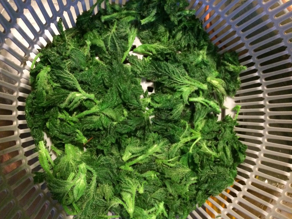 Scalding the Nettles - Making nettle Pasta - Bushcraft in South London - Bushcraft in South Wales - Bushcraft in Surrey - Bushcraft in Mid Wales - Bushcraft and Foraging - Pippin & Gile