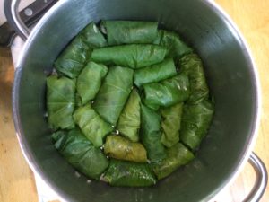 All Rolled and ready to go - Dolmades - Stuffed lime leaves - foraging - bushcraft - foraging in south london - foraging in East Surrey - Foraging in the Brecon Beacons - Pippin and Gile