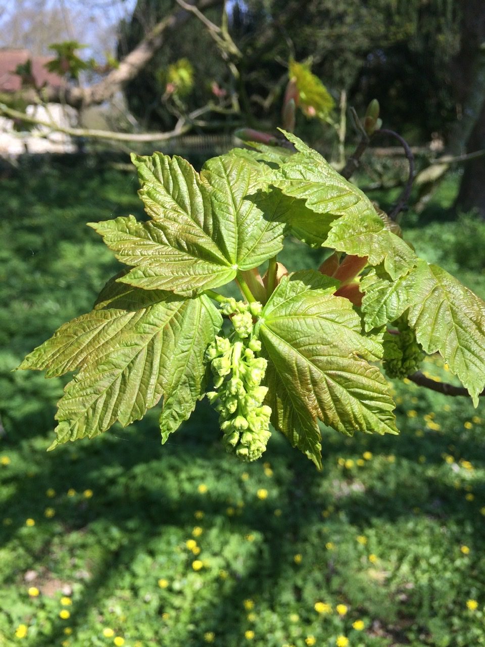 Sycamore - Acer pseudoplatanus - Bushcraft Courses in Surrey - Bushcraft in Surrey - Forging in Surrey