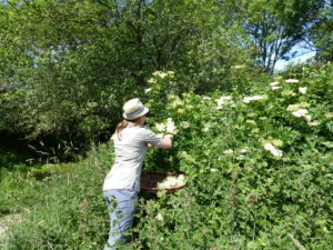 Picking Elderflowers - Foraging Courses - Preserving Courses - Preserving Courses South London - Preserving Courses East Surrey