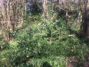 Holly Tree – Pippin & Gile – Bushcraft and Foraging – Brecon Beacons – Surrey – South London - Mid Wales - South Wales - Welsh Borders