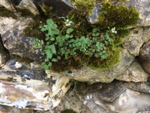 Hairy Bitter Cress - Pippin & Gile - Bushcraft and Foraging - South Wales - London - Spring
