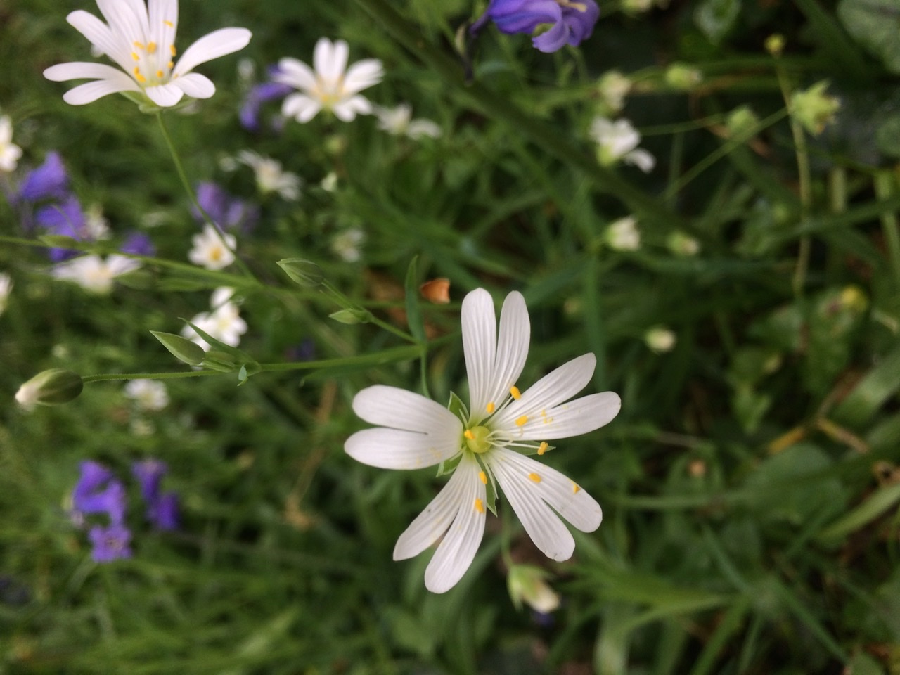 Stitchwort - Bushcraft Courses in the Brecon Beacons - Bushcraft Courses in Surrey - Bushcraft Courses in South London - Bushcraft Courses in Mid Wales