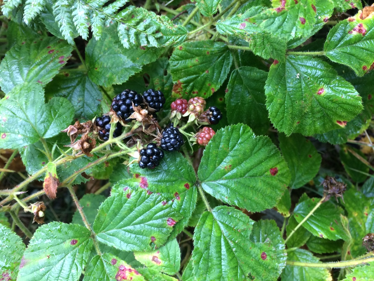 Bramble - Pippin & Gile - Bushcraft and Foraging - Bushcraft Courses in Surrey
