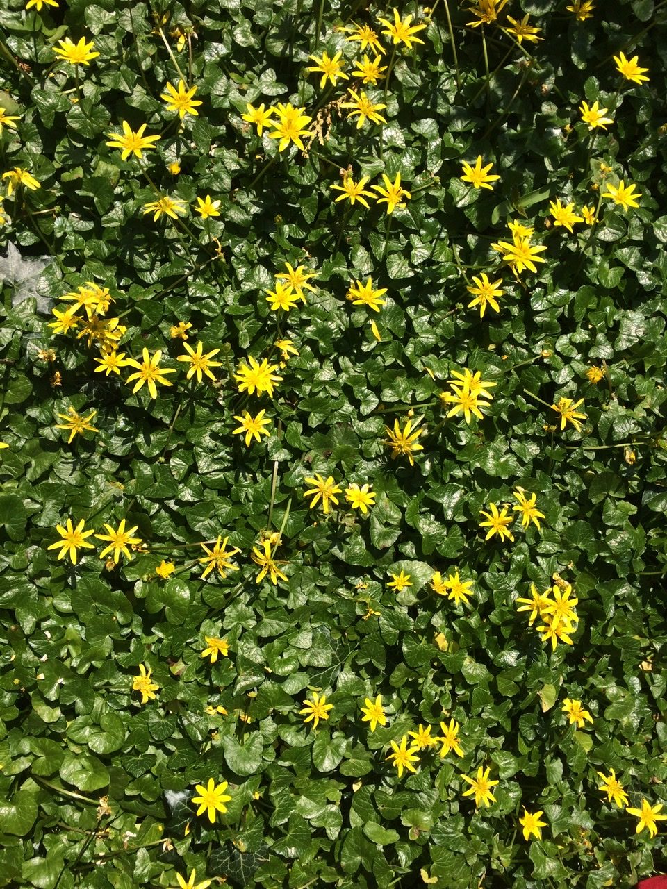 Lesser Celandine - Pippin & Gile - Bushcraft and Foraging - Bushcraft Courses in Surrey - Bushcraft Courses in South London - Foraging Courses in Surrey