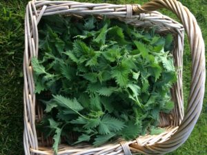 Collecting the nettles - Making nettle Pasta - Bushcraft in South London - Bushcraft in South Wales - Bushcraft in Surrey - Bushcraft in Mid Wales - Bushcraft and Foraging - Pippin & Gile