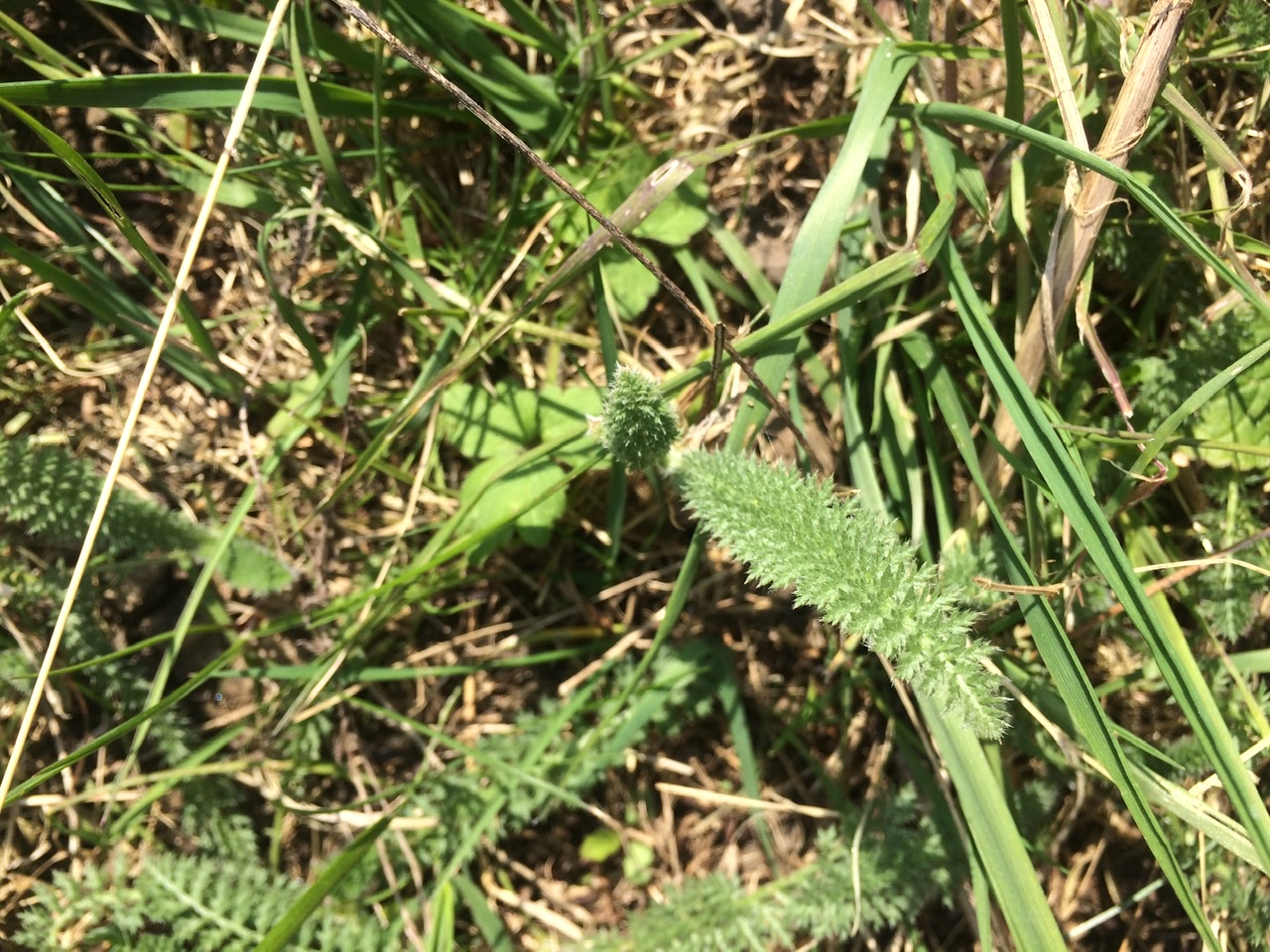 Yarrow Achillea millefolium - Bushcraft in South London - Bushcraft Courses - Foraging in South London - Foraging Courses - Foraging Courses in Surrey