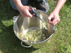 Removing the stems - Elderflowers - Foraging Courses - Preserving Courses - Preserving Courses South London - Preserving Courses East Surrey