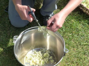 Removing the stems - Elderflowers - Foraging Courses - Preserving Courses - Preserving Courses South London - Preserving Courses East Surrey