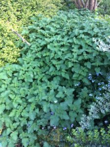 Nettles - Pippin & Gile - Bushcraft and Foraging - South London - South Wales - Mid Wales - Brecon Beacons National Park - Surrey