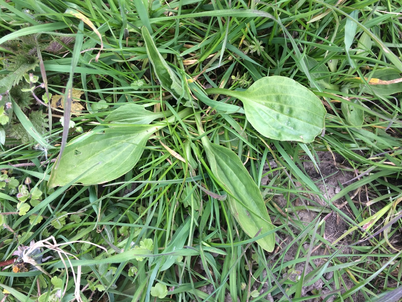 Greater Plantain - Plantago major - Bushcraft courses Mid Wales - Foraging Course mid wales - medicinal plants - Bushcraft in the Welsh Borders