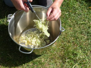 Removing the stems - Elderflowers - Foraging Courses - Preserving Courses - Preserving Courses South London - Preserving Courses East Surrey