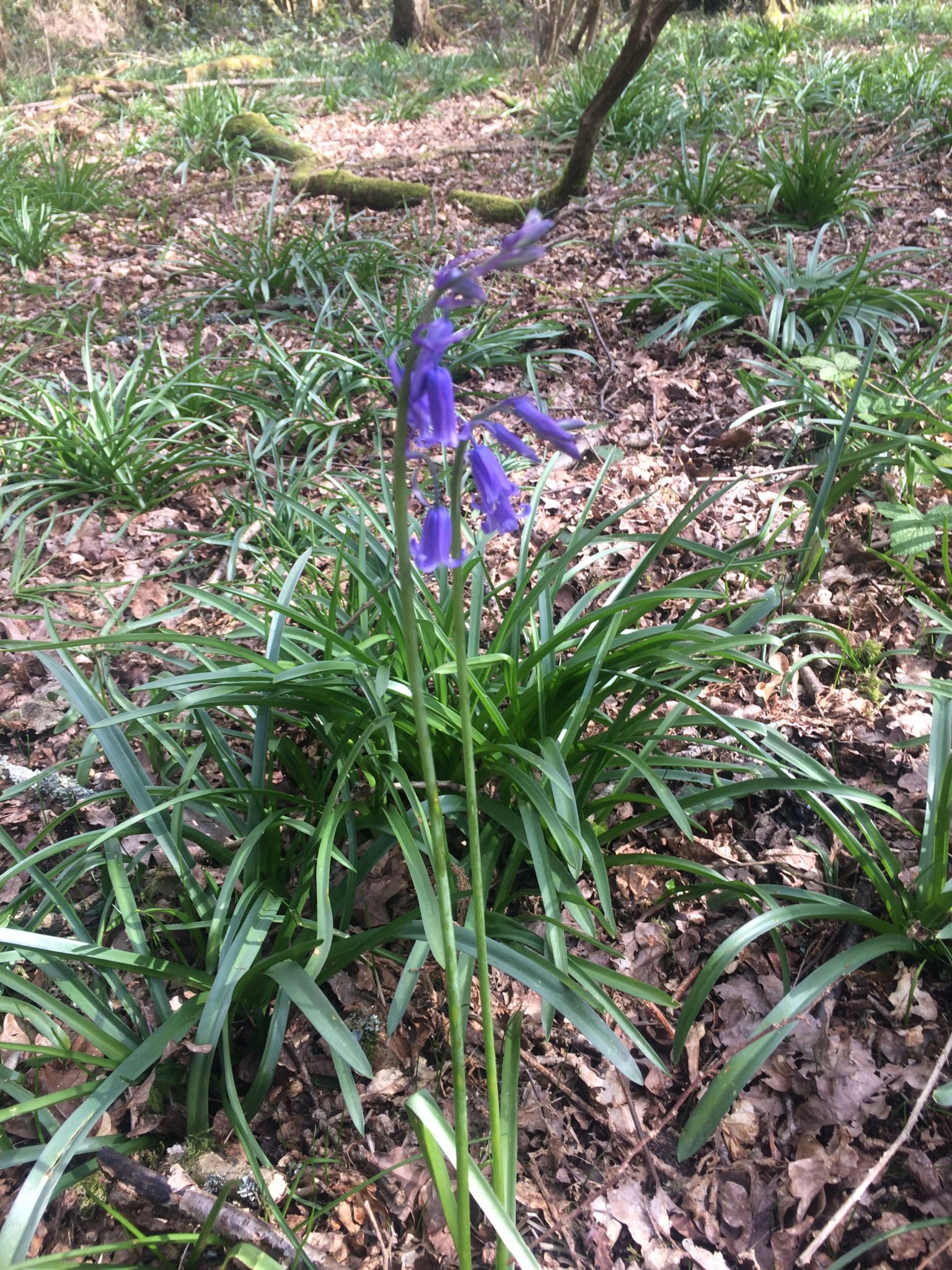 Bluebell - Pippin & Gile - Bushcraft and Foraging - South London - South Wales - Mid Wales - Brecon Beacons National Park - Surrey