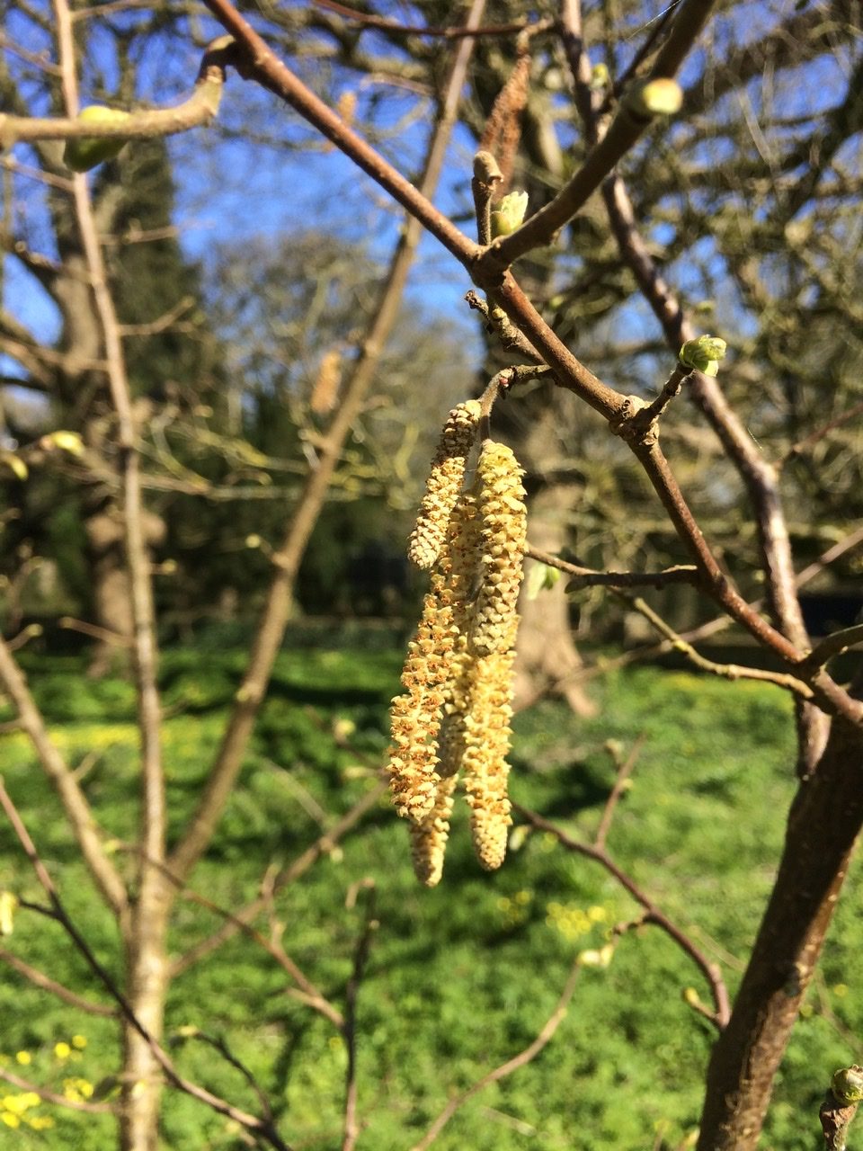 Hazel - Pippin & Gile - Bushcraft and Foraging - South London - South Wales - Mid Wales - Brecon Beacons National Park - Surrey