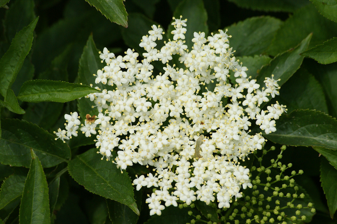 Elder - Elder Flowers - Foraging - Preserving - Bushcraft - Pippin & Gile - Surrey Foraging Courses