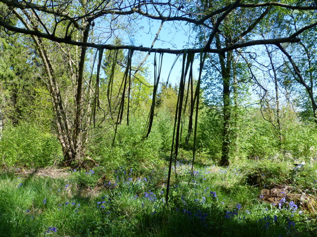 Hanging the nettles to dry- Nettle Cordage - Bushcraft in South London - Bushcraft in South Wales - Bushcraft in Surrey - Bushcraft in Mid Wales - Bushcraft and Foraging - Pippin & Gile - Primitive Skills